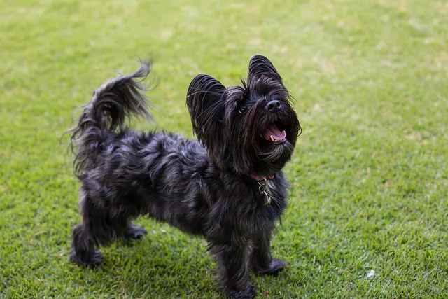Fourche Terrier